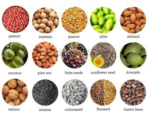 How Do We Get Oil From Seeds And Nuts?
