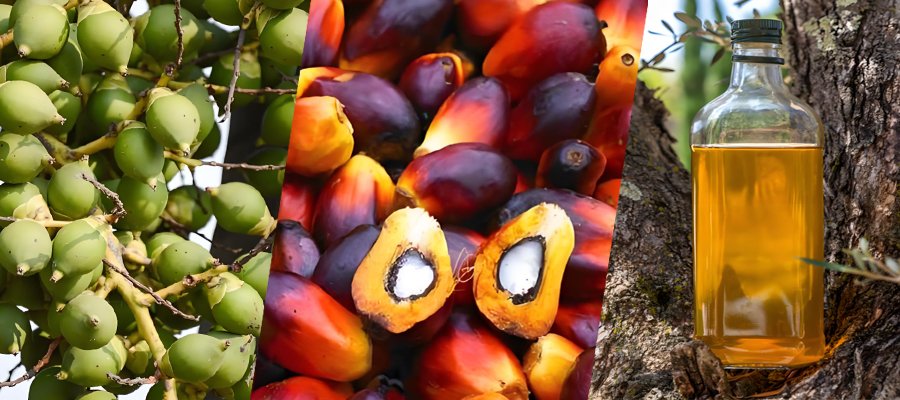 What is palm oil?（images 1）