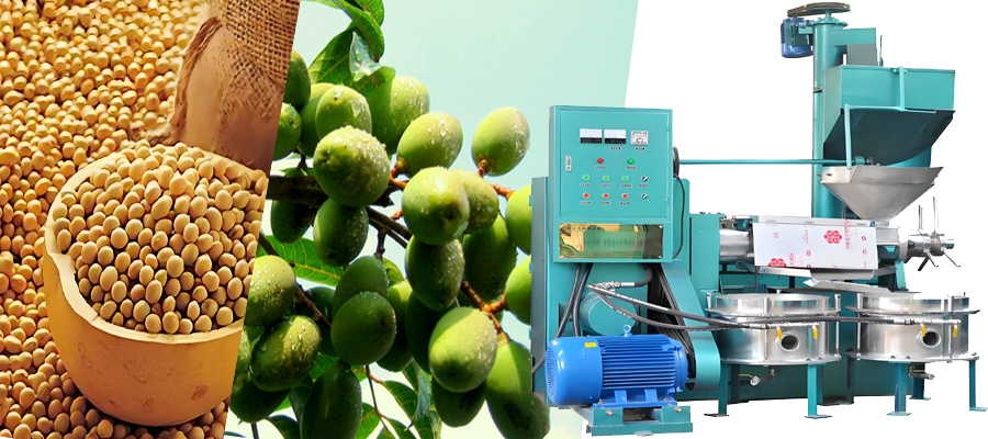 What is oilseed