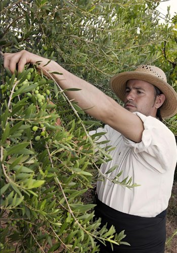 What are the factors that affect olive oil? - What are the factors that affect olive oil?（images 5）