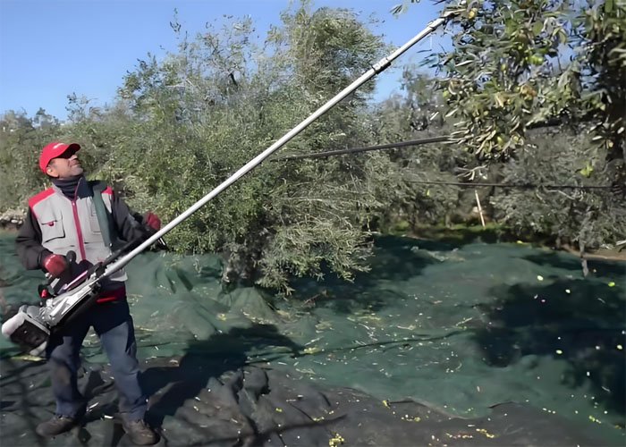 What are the factors that affect olive oil? - What are the factors that affect olive oil?（images 6）