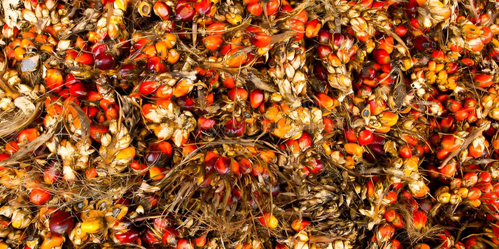 What is palm oil extraction really about? - What is palm oil extraction really about?（images 1）