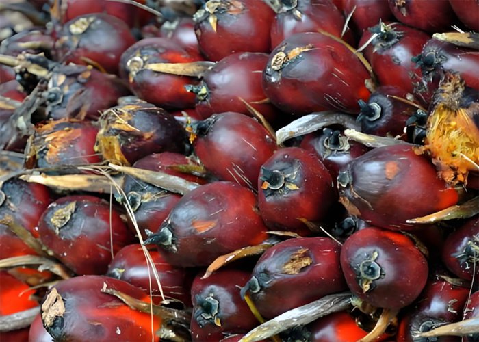 What Affects Palm Oil Yield and Quality Most?（images 1）