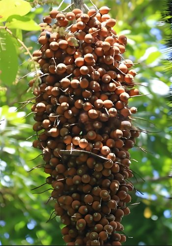 What Affects Palm Oil Yield and Quality Most?（images 2）