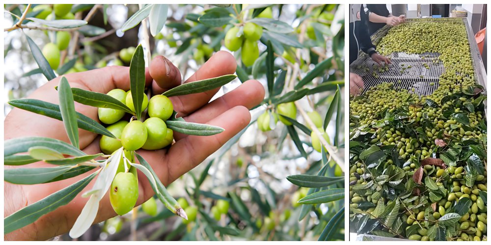 What are the factors that affect olive oil? - What are the factors that affect olive oil?（images 1）