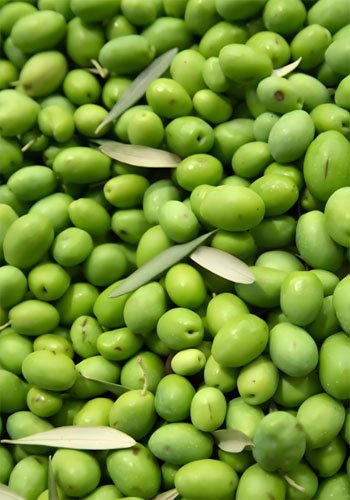 What are the factors that affect olive oil? - What are the factors that affect olive oil?（images 2）