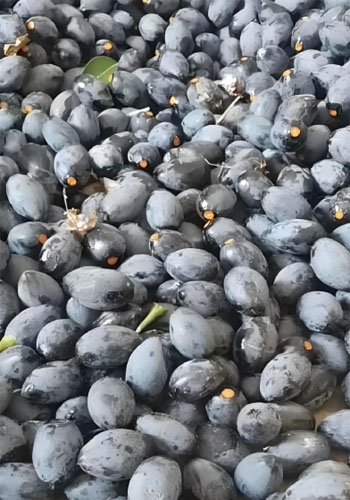 What are the factors that affect olive oil? - What are the factors that affect olive oil?（images 4）