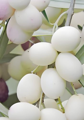 What are the factors that affect olive oil? - What are the factors that affect olive oil?（images 3）