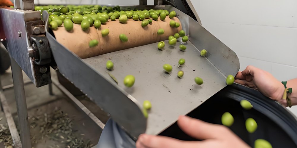 What is the Principle of Extracting Olive Oil? - What is the Principle of Extracting Olive Oil?（images 2）