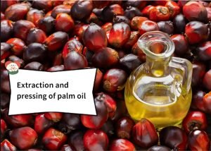 What is palm oil extraction really about?