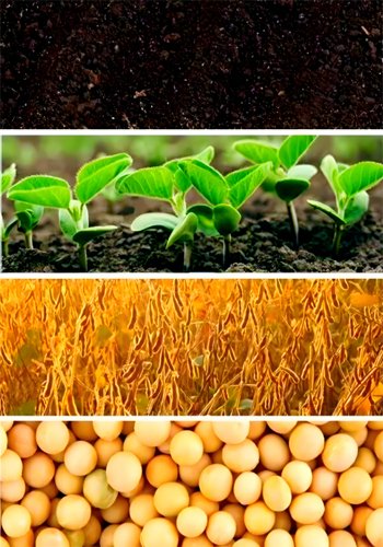 Why Is Soybean Oil So Popular Globally?（images 5）
