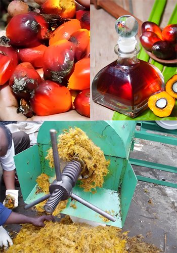 How to build a small palm oil factory（images 4）