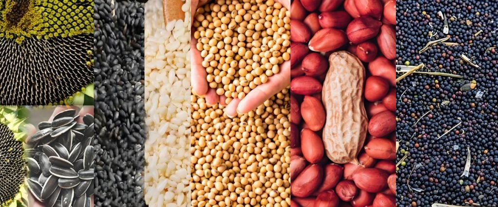 How to extract peanut, soybean, and rapeseed oil using an automatic screw press?（images 9）