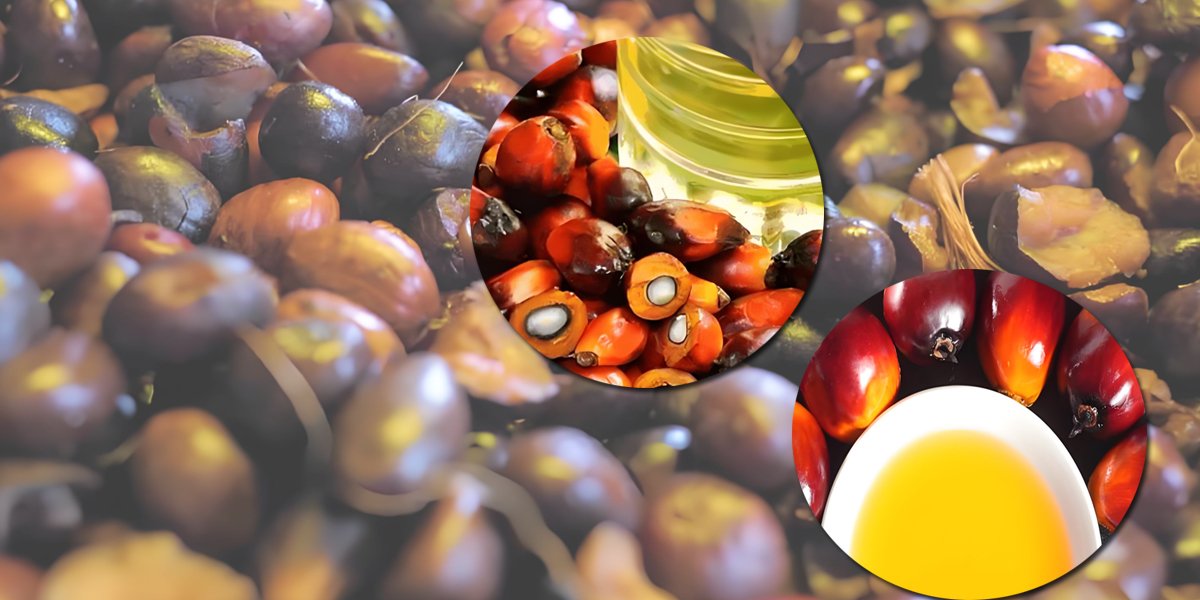 Palm kernel oil press（images 1）