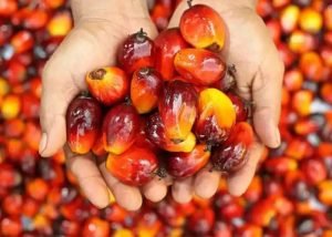 How to Start a Palm Oil Processing Business: A ...