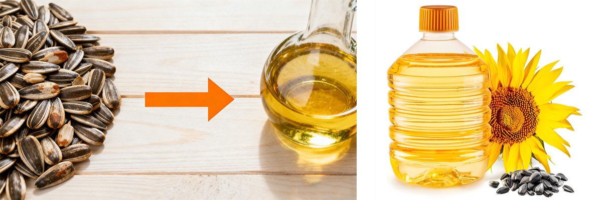 How to Process Sunflower Seed Oil？（images 1）
